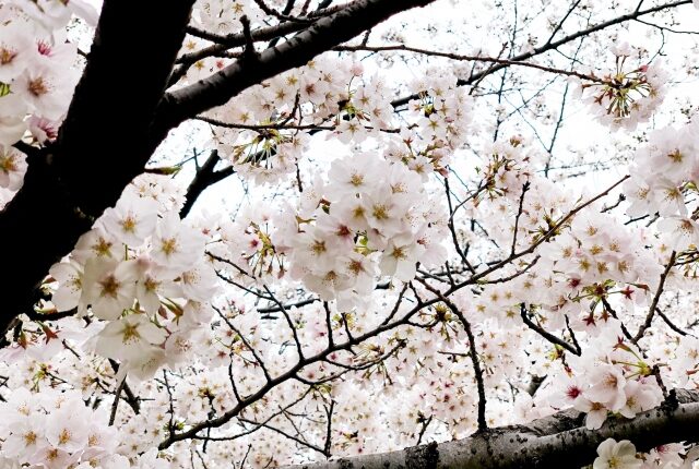 お花見おすすめスポット