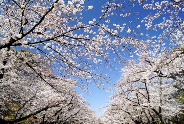 中央園路（さくら通り）