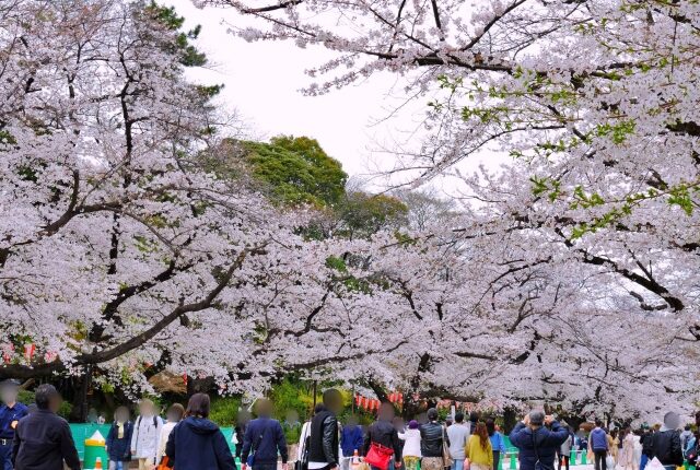 上野公園 お花見