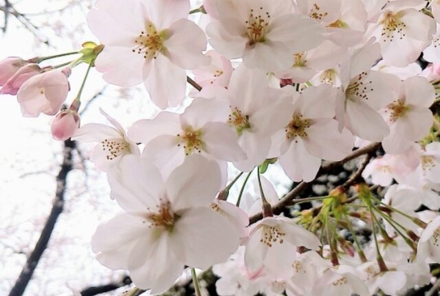 桜の見頃や開花・満開時期