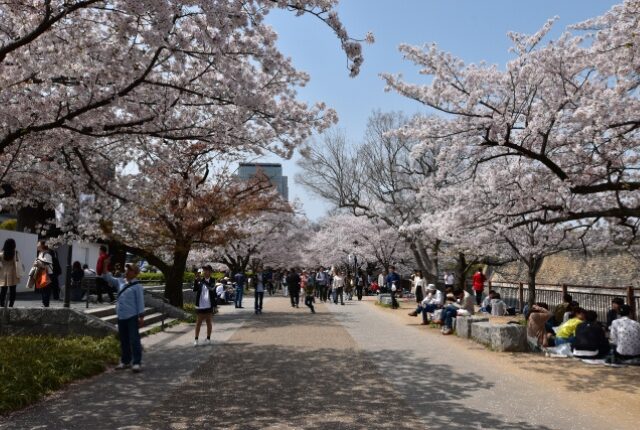 大阪城公園のお花見