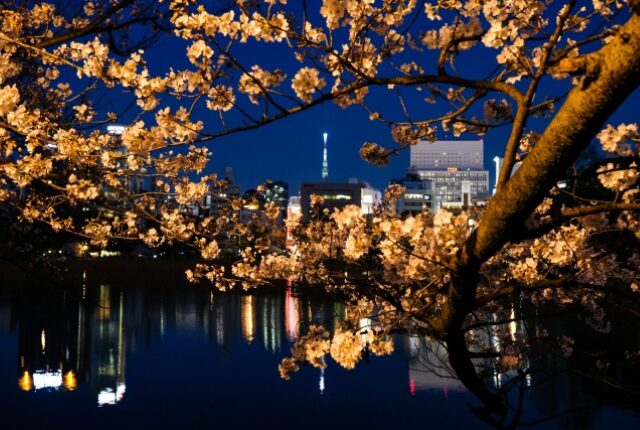 上野公園 夜桜